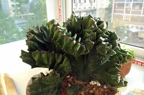 盆栽|3种其貌不扬的植物,养一盆家里变成“天然氧吧”,是盆栽佳品!