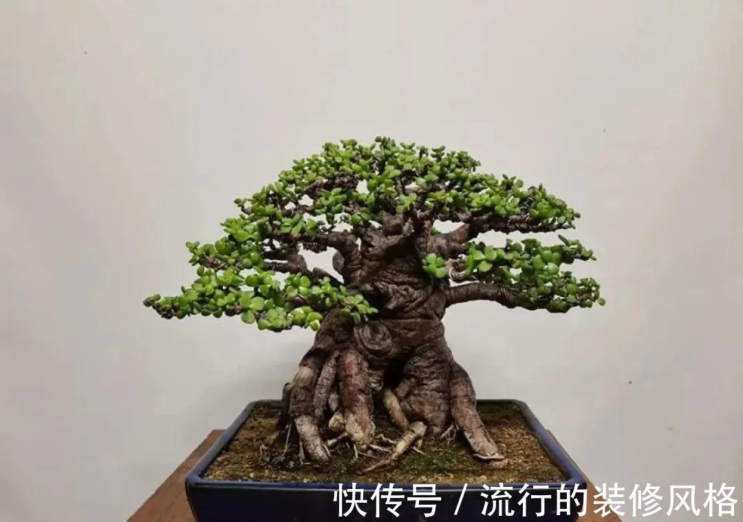 这花就要养老桩，年年开花，越老越值钱