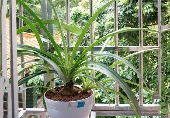 朱顶红光长叶子不开花,做好6点,轻松开爆盆!