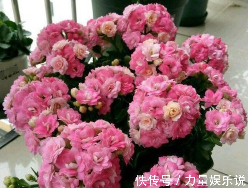 开花最香的4种花,家里养一盆,适应性强、花朵绚丽多彩