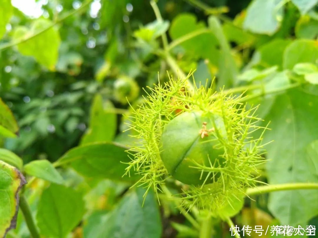 紫茉莉|不能小看入侵植物，看到后要立马拔掉，留着就是祸害