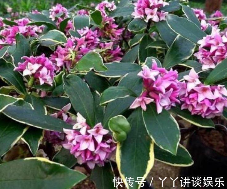 4种花好养又漂亮,花朵大花期长,花朵迷人,阵阵花香