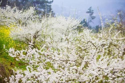 春游川渝丨花都开好了~不虚度春光 南川邀你一起“打开”春天