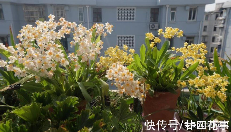 秋冬养盆“吉祥兰”，春节开花百朵！比国兰好度夏，新手也能养好