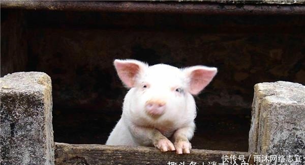 王阳明审案从来不按套路出牌,手段略显奸诈,结果令人拍案叫绝