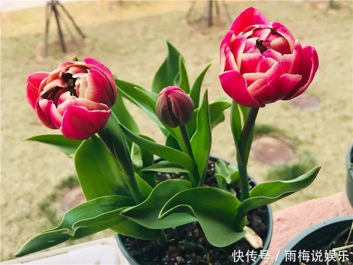 木槿|急性子养的6种花,长的快、爆花多,1盆能开大半年!