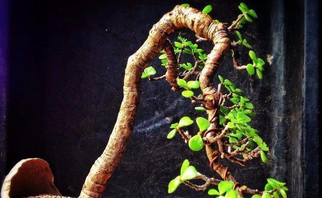 苍劲|金枝玉叶这么养,枝干苍劲有力,造型漂亮颜值高,变成盆景价值大