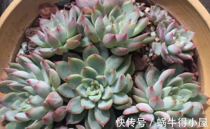 皮实|多肉中的“普货”马库斯,好养又漂亮,于新人而言却是“精品”