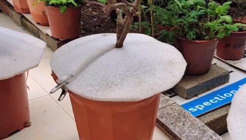 雨天三角梅如何控水，花后怎么做才能快速复花，分享我的方法