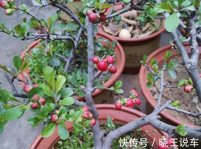 家庭盆景“极品”海棠树,这么一打理,高档大气,开花量大色艳