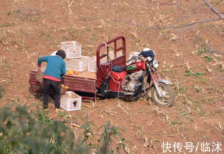 静怡|再游柿子沟