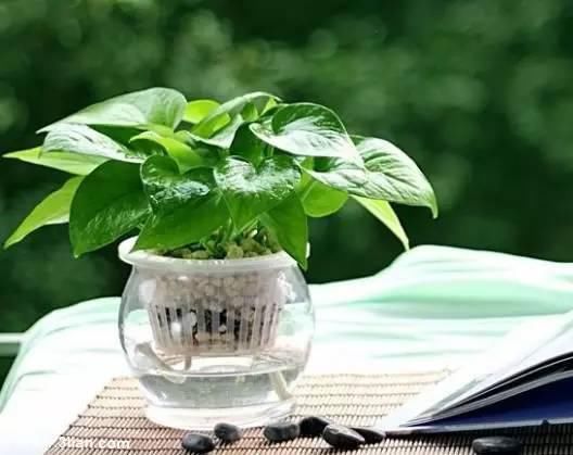 送给那些养花，却总是把花养死的人