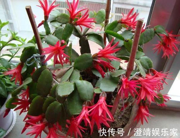 此“2种壳”，丢掉就浪费了，留下来“养花”，花卉根系窜满盆！