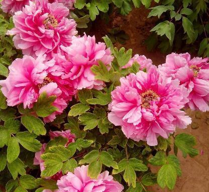 牡丹、芍药不开花,就是差碗“它”,花苞比“拳”大,花开比叶多