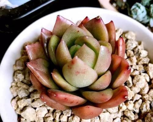 多肉植物|多肉,懒人花友的“心头好”,上班族的“小萌宠”,好看又好养