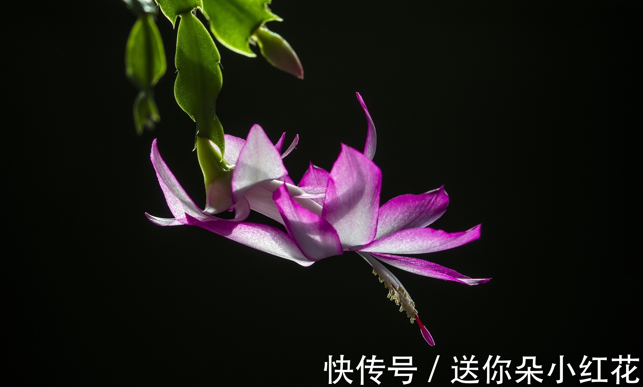 花草在精不在多！秋冬备齐这“3种”，每天都能有花欣赏