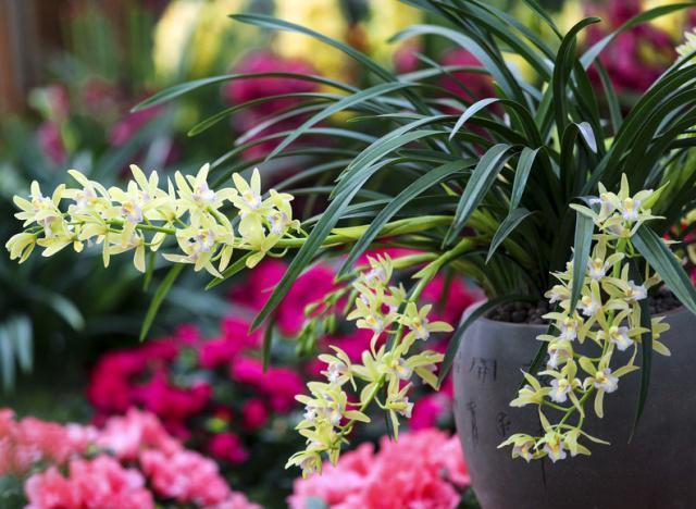 养兰花,浇水是关键,学会这“3招”,不烂根、不黄叶,轻松爆盆