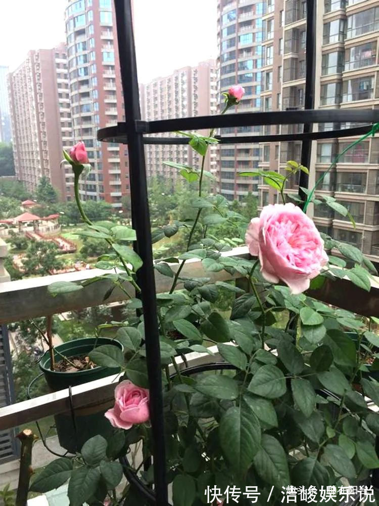 台友们|揭开月季、玫瑰与欧月身世之谜,选花多、貌美、香气浓的来栽种