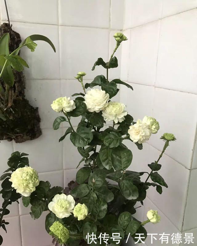 夏天|茉莉在夏天,预防3个错,黄叶不长个?浇点“铁水”就好了