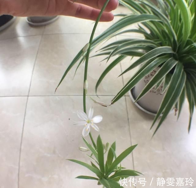 好养漂亮的“4种花”,阳台室内养一盆,浇水就长爆盆,开花不断