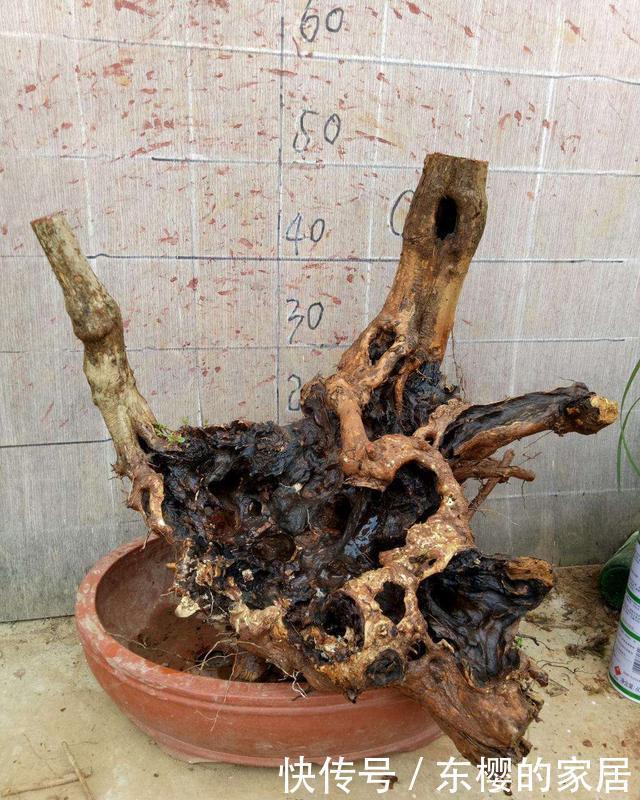 生根|盆景老桩上盆后不发新芽、不生长之我见