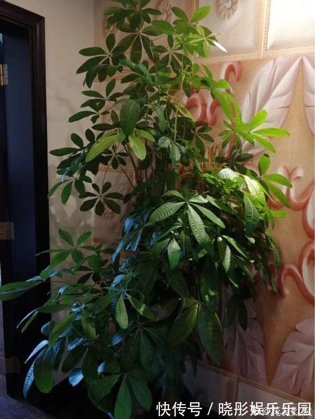 最怕晒的10种花,赶快搬进屋,否则会死掉