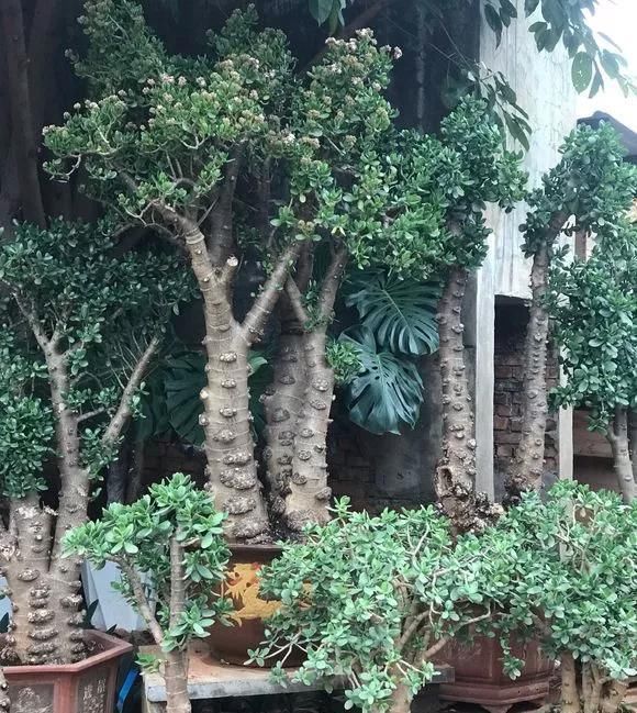 这2种大粗杆插土里,2周能生根,成活后还可以做成盆景造型