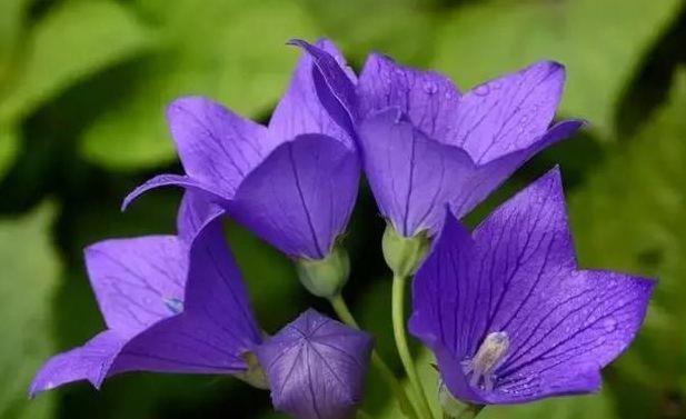 4种花超漂亮的，养家里花朵一茬又一茬，好养易活