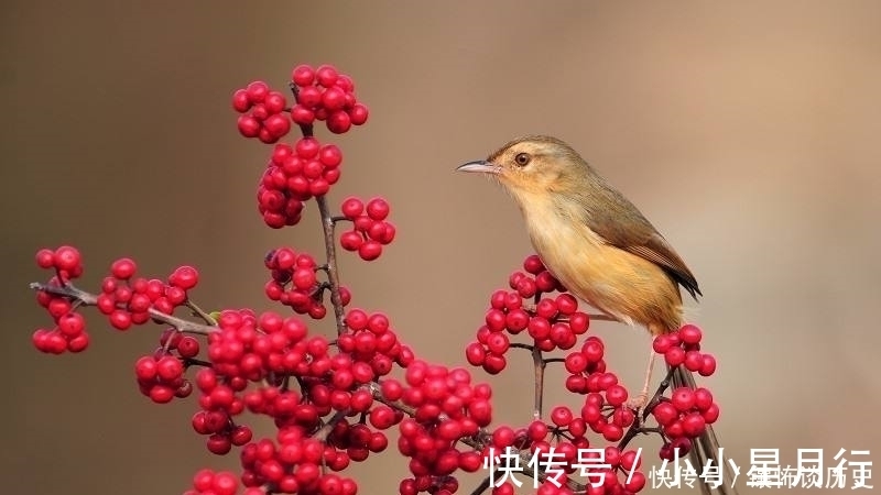 杨万里$清风明月正宜人，足以慰风尘，七首唯美宋诗，忘却烦恼只留星辰