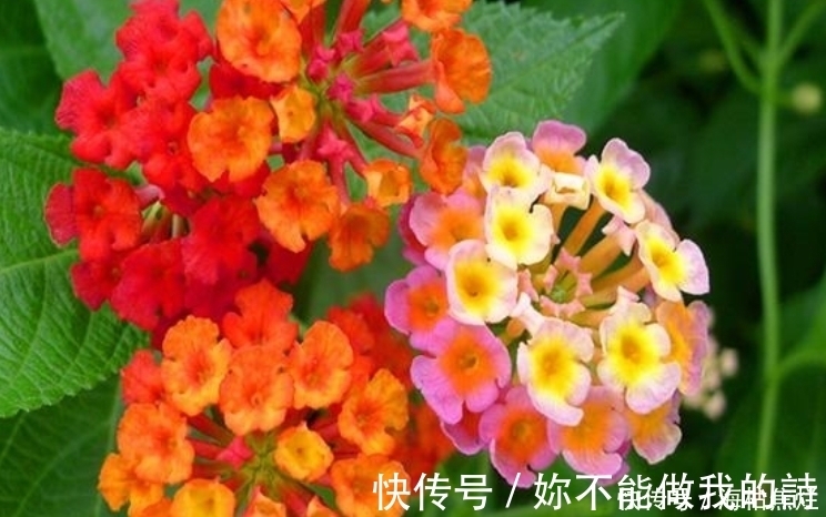 施肥|4种花给点水就呼呼长，不仅名字好听，花也超美，谁养谁喜欢