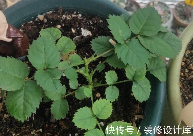 发酵|养花“法宝”松针该怎么用？单独使，加工后用，谨记这些准没错