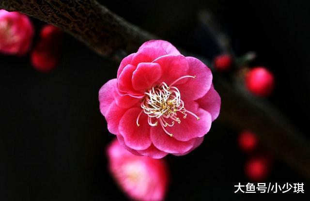 梅花|千古绝对! 上联 梅花、桂花、菊花、茉莉花, 下联经典到爆!