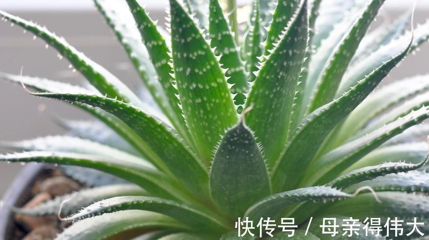 爆盆|养芦荟记住1点,新手也能养爆盆