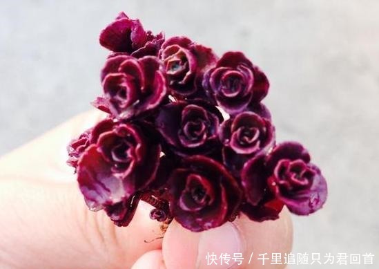 阳台养多肉选它们,好看好养易爆盆,分分钟变成一片''花海''