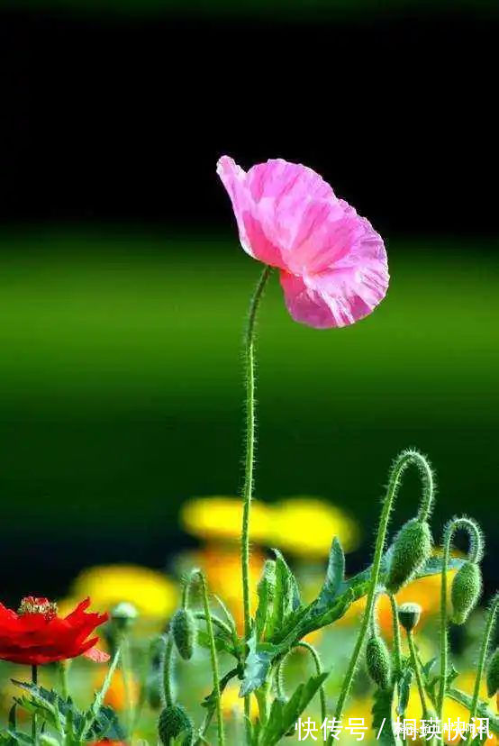 台长|“舞草”虞美人,当微风拂过阳台,它如同飞舞的彩蝶栩栩如生!