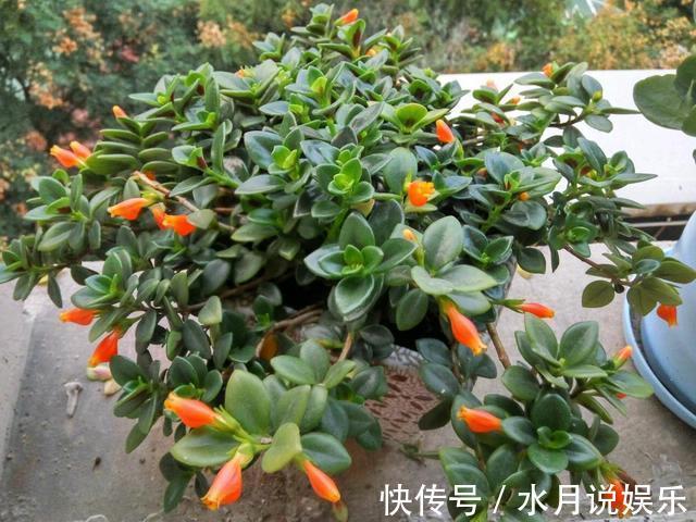 修剪|别人家金鱼吊兰四季开花,怎么做到的原来全靠这个小技巧