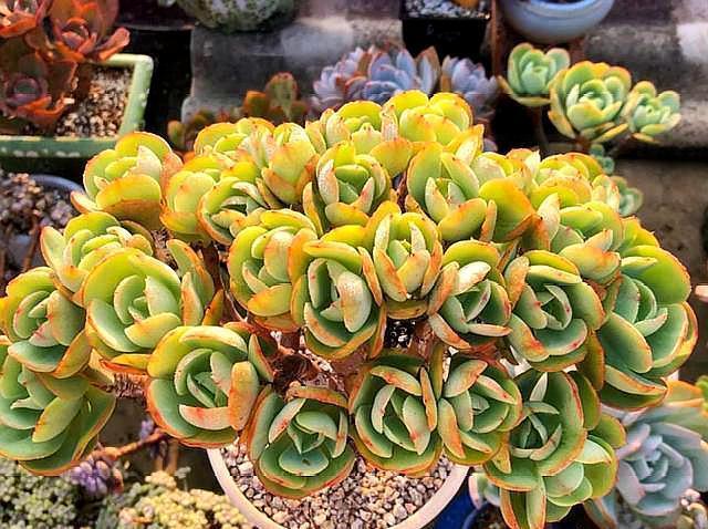 多肉叶插不长芽,记住1个“小方法”,7天冒小芽,轻松长满盆