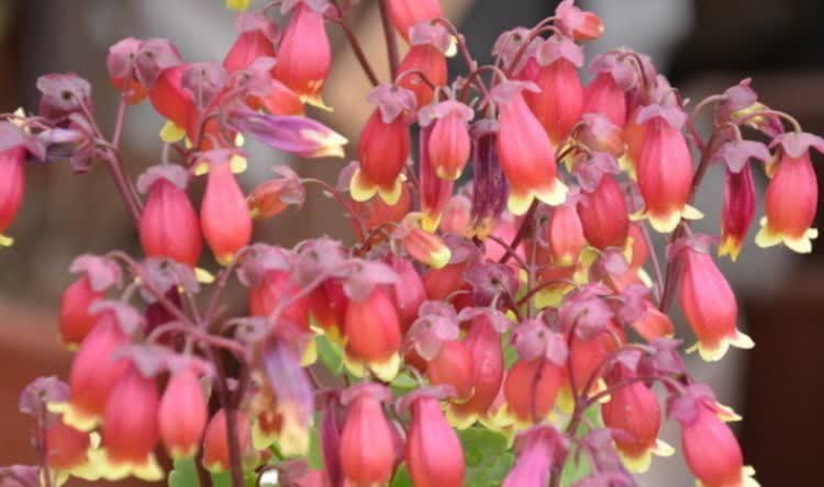 聪明人都养5种花,迷人的花朵,开满整个花盆,快养起来吧!