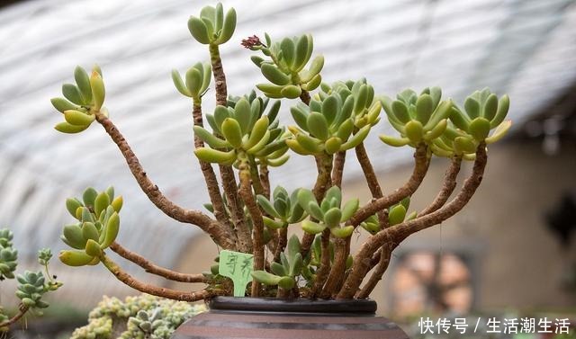 多肉老桩常见的5种形态,学会区分,养多肉的道路能进阶一大步!