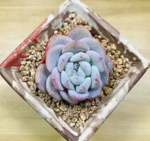 冬天的多肉，怎么给它浇水？最简单的溜边法，还能减少徒长