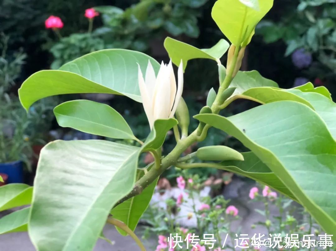 10种花爱喝醋，浇水加点酸，叶子油亮爱开花！