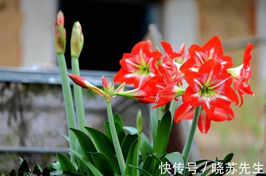 一个大疙瘩，开花“比脸大”，养朱顶红的5个窍门，年年开大花