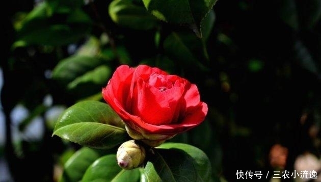  开春|茶花这样养, 越冷长越好, 开春花满枝!