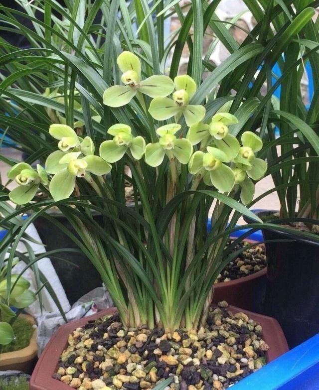 养花土板结“戳不动”,“2种水”家家都有,七天浇1次,疏松肥沃