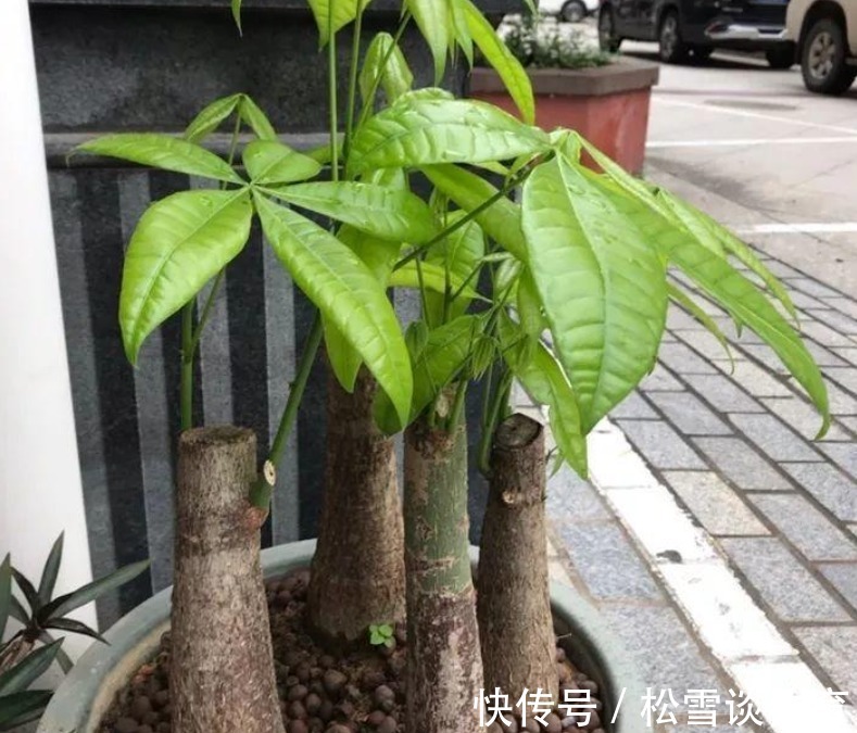 家庭养花,哪些地方不能摆放植物盆栽?除了室内,室外也有讲究
