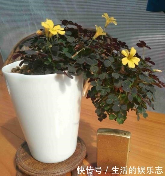 酢浆草|原来酢浆草这么好看啊,做成盆景真的太美了!我还是第一次见呢!