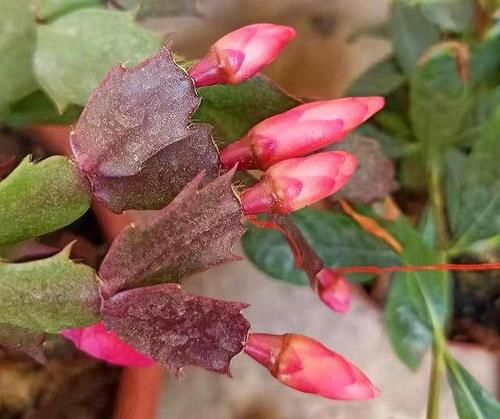 蟹爪兰开谢了，做好3步养护，还能快速复花