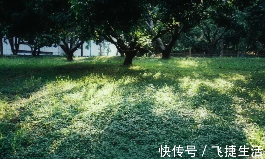 夏日|陆游诗词里的夏天 :柴扉昼掩竹林幽,坐使炎天变素秋