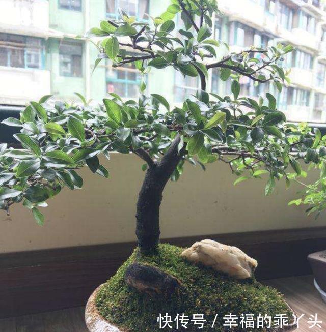 不怕冷的盆景树,观赏价值高,很少见!