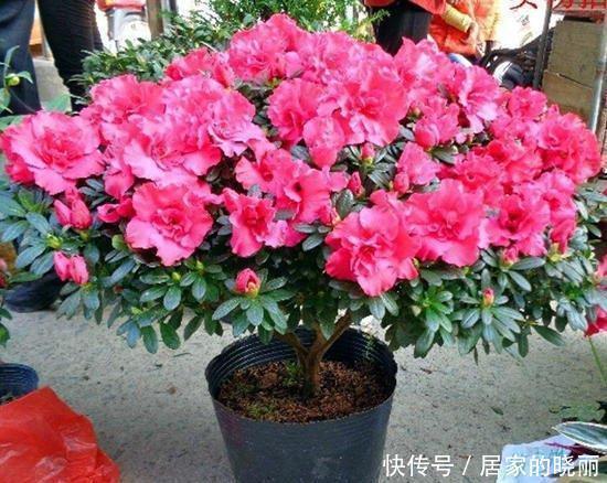 几项技能知道吗?养花人都该知道,养花方便,生长得愈加繁茂